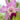 Orchid-Cattleya Labiata