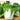 Asian Delight Hybrid Pak Choi Seeds