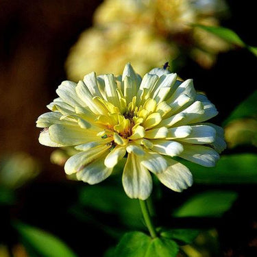 Zinnia Seeds-Zesty White