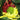 Chrysanthemum Seeds-Fire-refined Peony