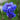 Cornflower Seeds-Classic Romantic