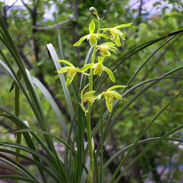 Cymbidium faberi