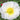 Papaver Rhoeas Seeds-Iceland Poppy · White Hummingbird