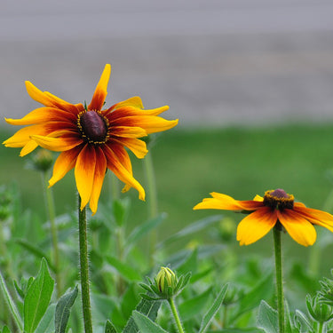Rudbeckia Hirta Seeds-Rust Red