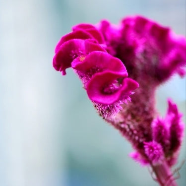 Celosia Cristata Seeds-Pink Plume