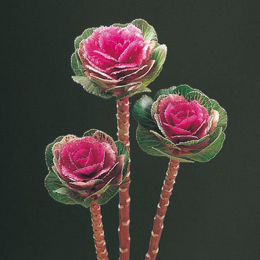 Ornamental Kale Seeds-Luxilu Rose Red
