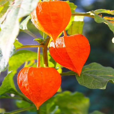 Cape Gooseberry Seeds – Ground Cherry Rare Fall Fruit