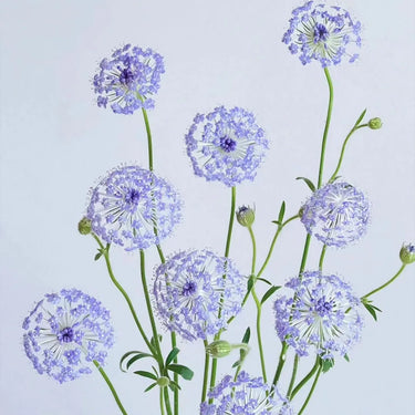 Trachymene Coerulea Seeds