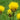 Cornflower Seeds - Yellow