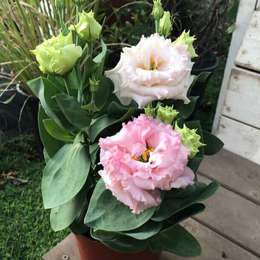 Lisianthus Seeds-Echo Pink