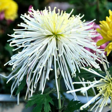 Chrysanthemum Seeds-Pine Needle