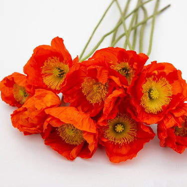 Papaver Rhoeas Seeds-Red Hummingbird Italian Poppy