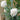 Carnation Seeds-Can Can White