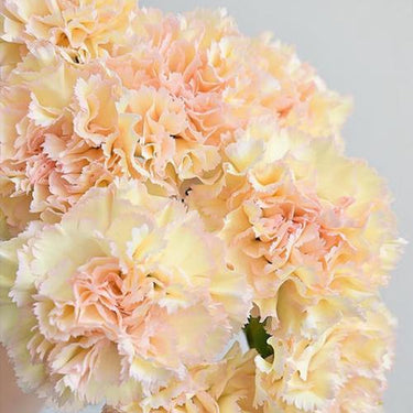 Carnation Seeds-Hoh Xil