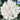 Chrysanthemum Seeds-White Burr