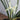 Cymbidium Goeringii Var. Longibracteatum