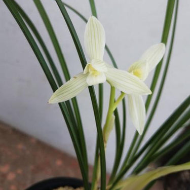 Cymbidium Goeringii Var. Longibracteatum