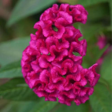 Celosia Cristata Seeds-Purple Robe