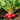 Cherry Radish