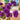 Lisianthus Seeds-Rosita II Blue