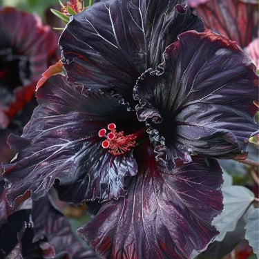 Hibiscus Seeds-Black Magic