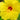 Hibiscus Seeds-Single-petal Yellow Hibiscus