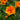 Marigold Seeds-Bonanza Orange