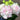 Lisianthus Seeds-Butterfly Coat