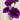Carnation Seeds-Moonshade