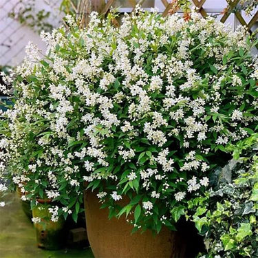 Star Jasmine Seeds