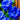 Lisianthus Seeds-Mariachi Blue