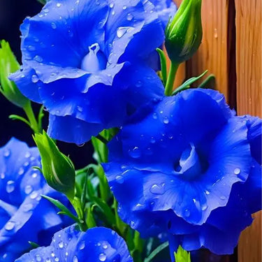 Lisianthus Seeds-Mariachi Blue