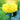 Marigold Seeds - Gold Coin