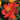 Cosmos Seeds-Cosmic Red