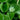 Close-up of Dichondra repens leaves and small white flowers