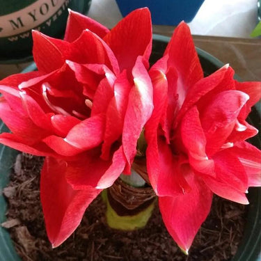 Hippeastrum Seeds-Cherry Nymph
