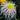 Chrysanthemum Seeds-Multicolor Spider