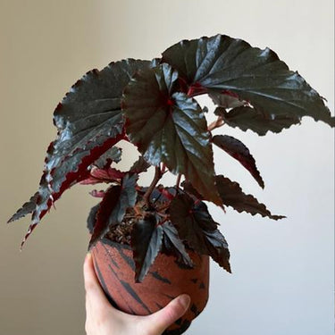 Begonia 'Arabian Sunset'