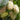 Mulberry – White Jade King