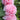 Hollyhock Seeds-Spring Celebrities Apricot