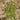Canadian horseweed