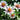 Zinnia Seeds-Zahara Starlight Rose