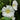 Hollyhock Seeds-Halo White