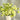 Carnation Seeds-Green Tea