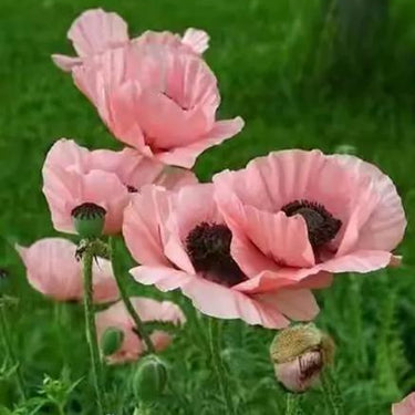 Papaver Rhoeas Seeds-Violet Oriental Poppy