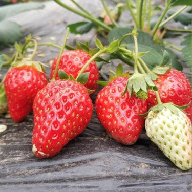 Mignonette Strawberry Seeds