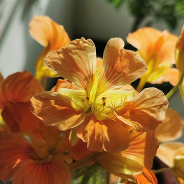 Nasturtium Seeds-Alaska Vintage