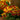 Calceolaria Seeds Dense Small-Flower