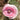 Papaver Rhoeas Seeds-Poppy · Mermaid Pink