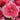 Coronet Strawberry Dianthus Seeds